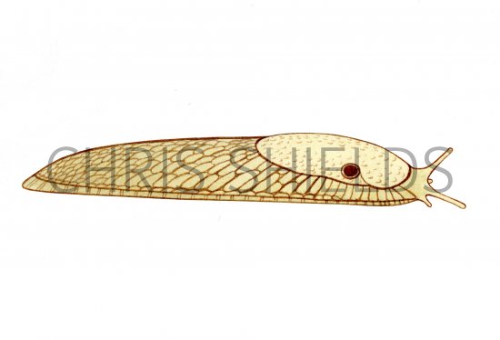 Illustration of Slug (Generic) (#0621)