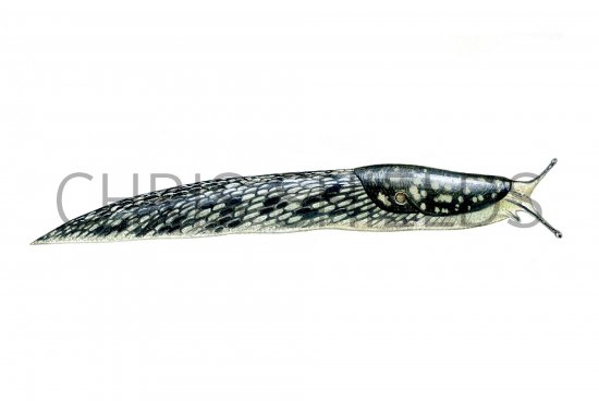 Illustration of Slug (Green Irish) Limex maculatus (#0619)