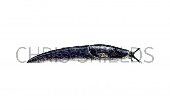 Illustration of Slug (Jet) Milax gagates (#0615)