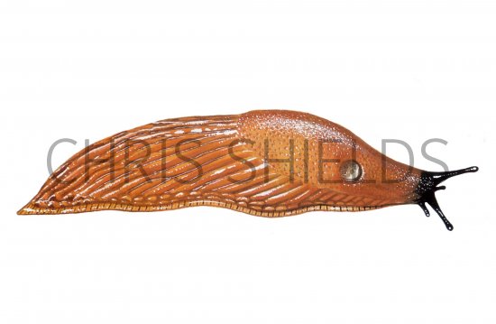 Illustration of Slug (Large Black-orange form) Arion ater  (#0602)