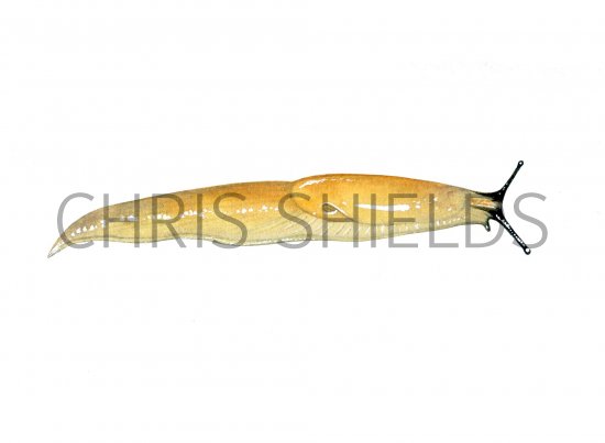 Illustration of Slug (Slender or Tender) Malacolimax tenellus (#0623)