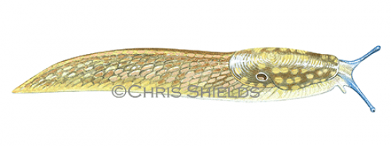Illustration of Slug (Yellow) Limax flavus (#0620)