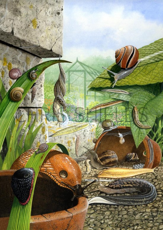 Illustration of Slugs & Snails (#1541)
