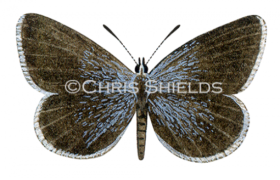 Illustration of Small Blue male (Cupido minimus) (#1431)