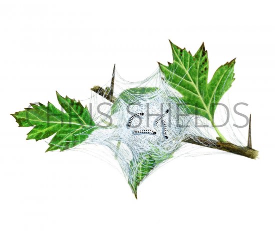 Illustration of Small Ermine Caterpillars (Yponomeuta padella) (#2208)
