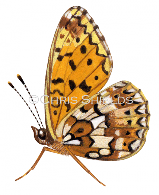Illustration of Small Pearl- boardered Fritillary (Boloria selene) (#2348)