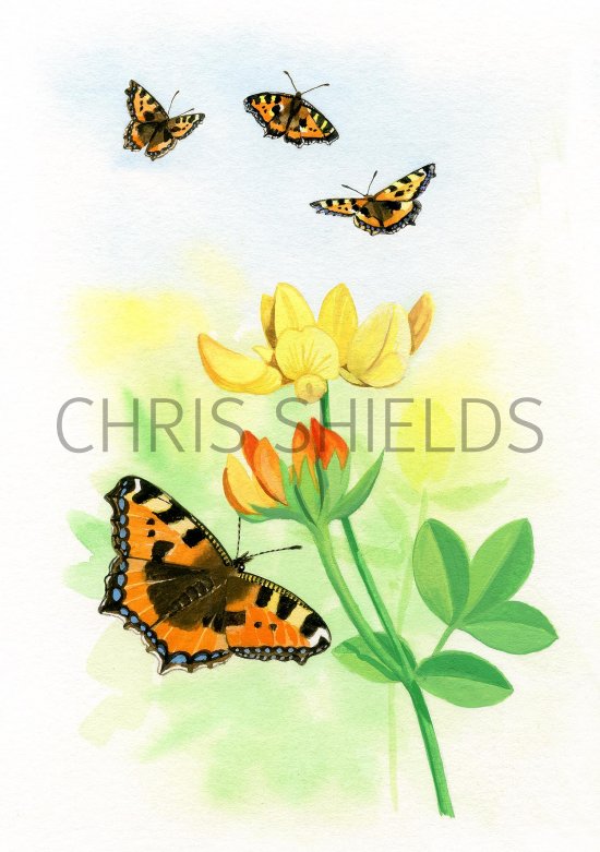 Illustration of Small Tortoiseshell (Aglais urticae) (#3399)