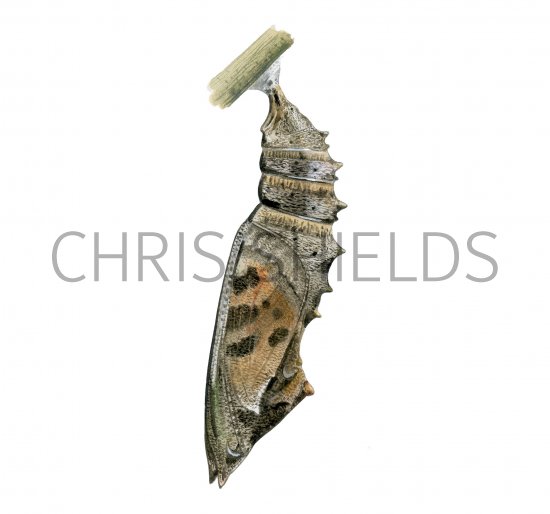 Illustration of Small Tortoiseshell Pupae (Aglais urticae) (#4172)