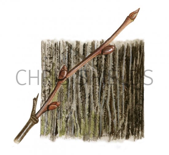 Illustration of Small Leaved Lime  bark & twig (Tilia cordata) (#2400)