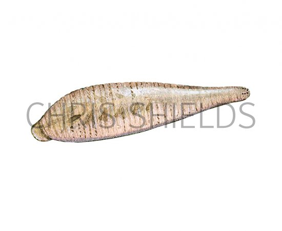 Illustration of Snail Leech (Glossiphonia heteroclita) (#2279)