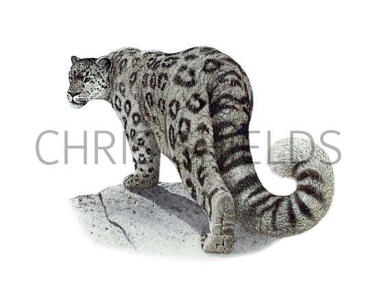 Illustration of Snow Leopard (Panthera uncia) (#3638)