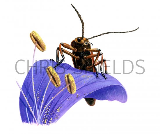 Illustration of Soldier Beetle (Rhagonych fulva) (#2778)