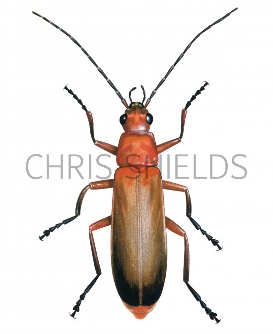 Illustration of Soldier Beetle (Rhagonych fulva) (#4362)