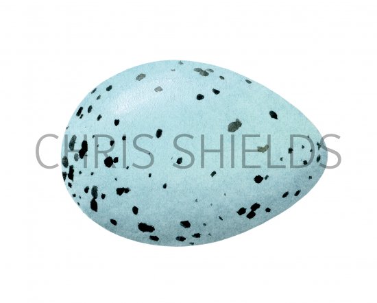 Illustration of Song Thrush egg (Turdus philomelos) (#3306)