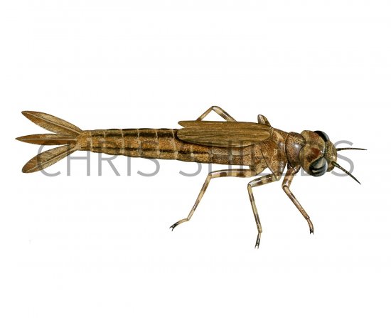 Illustration of Southern Damselfly - larvae (Coenagrion mercuriale) (#2843)
