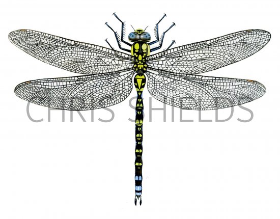 Illustration of Dragonfly (Southern Hawker) Aeshna cyanea (#1296)