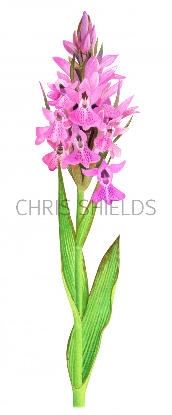 Illustration of Southern Marsh Orchid (Dactylorhiza praetermissa) (#1494)