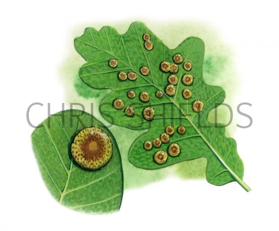 Illustration of Spangle Gall (Neuroterus quercusbaccarum) (#2771)