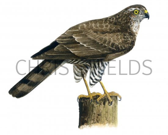 Illustration of Sparrowhawk female (Accipiter nisus) (#1231)