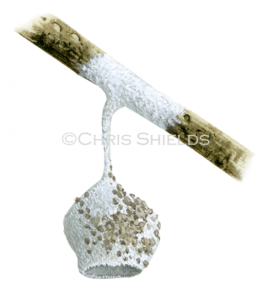 Illustration of Spider Egg sack (Agroeca brunnea) (#2912)