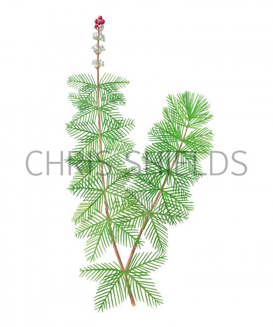 Illustration of Spiked Water Milfoil (Myriophyllum spicatum) (#2814)