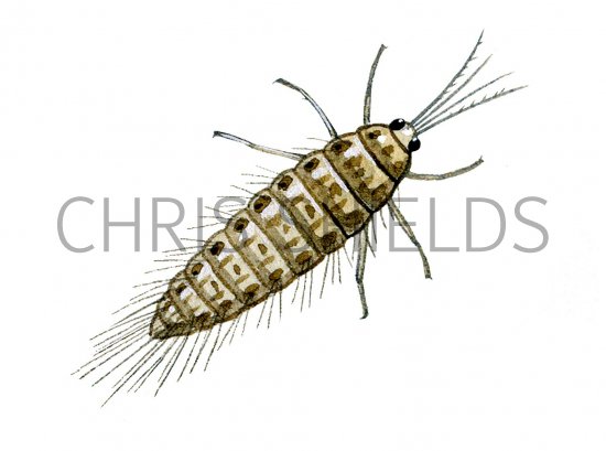 Illustration of Spongefly Larvae (Sisyra) (#1025)