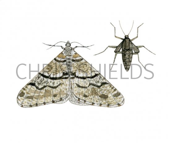 Illustration of Spring Usher (Agriopis leucophaearia)  (#3413)