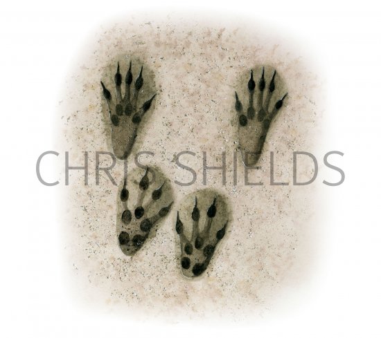 Illustration of Squirrel Footprints (#4181)