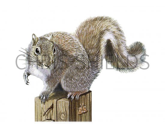 Illustration of Squirrel (Grey) Sciurus carolinensis (#3719)