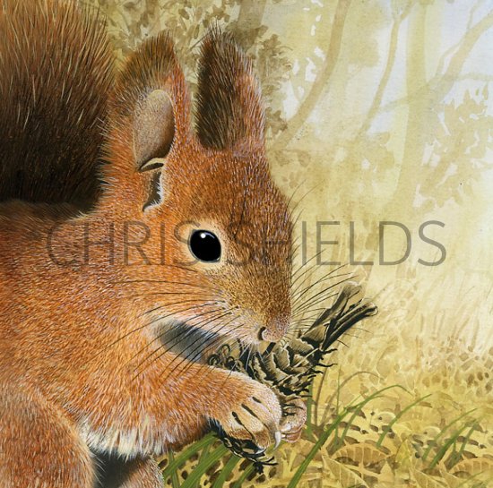 Illustration of Squirrel (Red) Sciurus vulgaris (#0579)