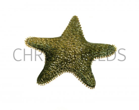 Illustration of Starfish (Asterina gibbosa) (#1429)
