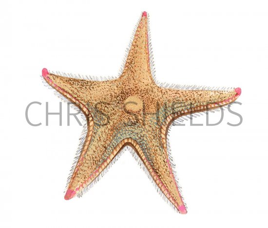 Illustration of Starfish (Astropectan irregularis) (#1864)