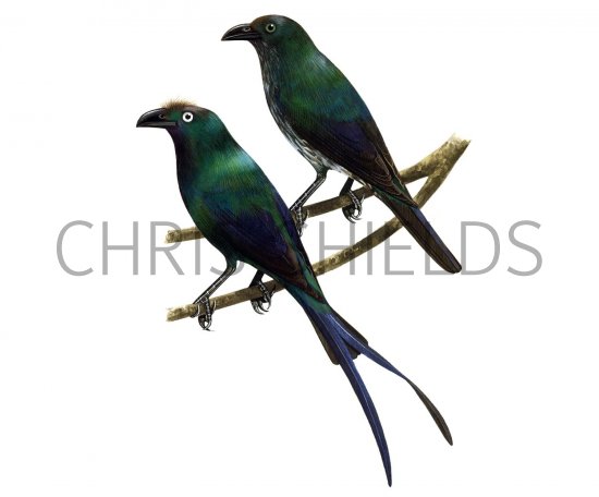 Illustration of White-eyed Starling (Aplonis brunneicapilla) left - bottom - adult top - immature (#1245)
