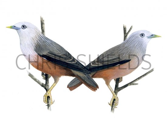 Illustration of Chestnut-tailed Starling male & female (Sturnia malabarica blythii) (#1668)