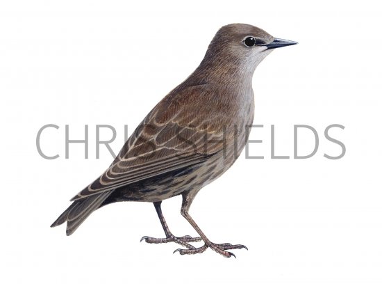 Illustration of Common Starling juvenile (Sturnus vulgaris) (#1233)