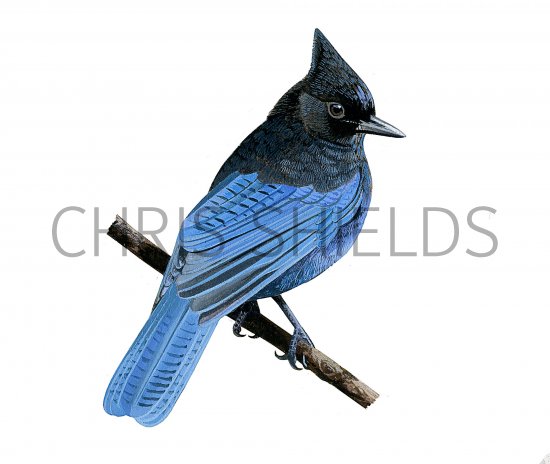 Illustration of Steller's Jay (Cyanocitta stelleri) (#3888)