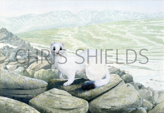 Illustration of Stoat (Mustela erminea) (#2488)