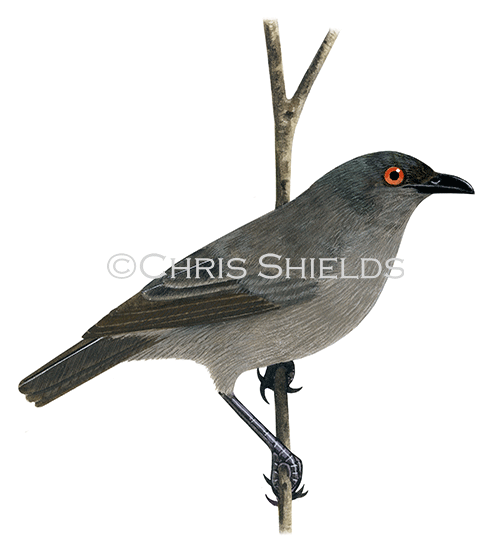 Illustration of Striated Starling female (Aplonis striata) (#4557)