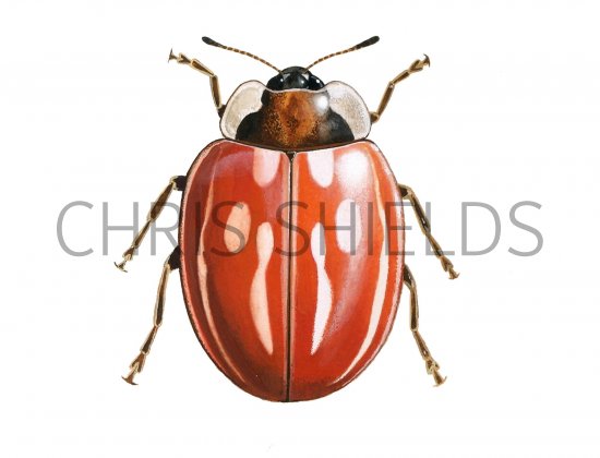 Illustration of Striped Ladybird (Myzia oblongoguttata) (#0906)