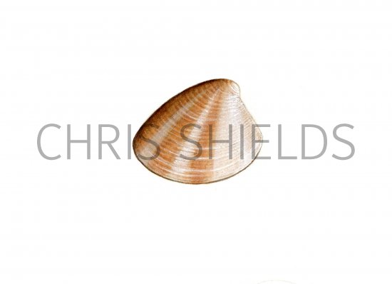 Illustration of Striped Venus Shell (Chamelea gallina) (#0812)