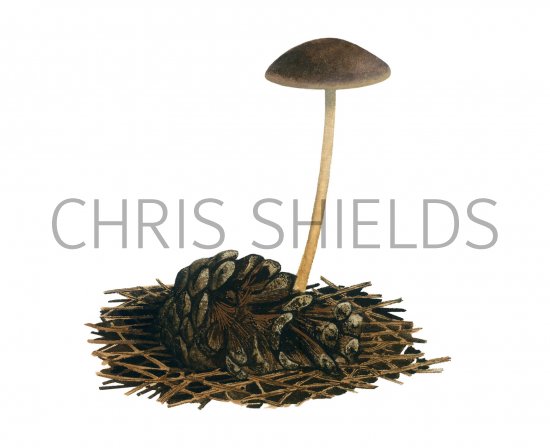 Illustration of Strobilurus tenacellus (Pine Conecap) (#3936)