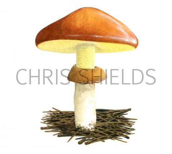 Illustration of Suillus luteus (Slippery Jack) (#2170)