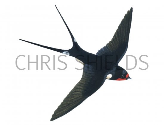 Illustration of Swallow (Hirundo rustica) (#1185)
