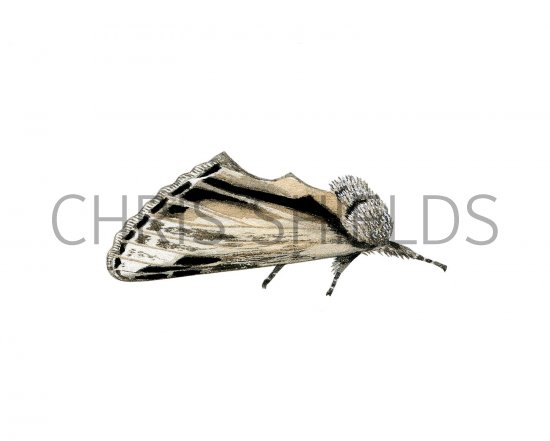 Illustration of Swallow Prominent (Pheosia tremula) (#2881)