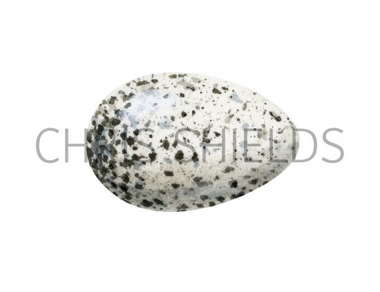 Illustration of Swallow egg( Hirundo rustica) (#3303)