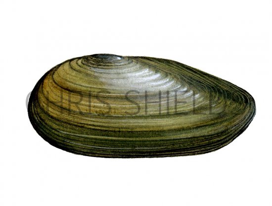 Illustration of Swan Mussel (Anodonta cygnea) (#1651)
