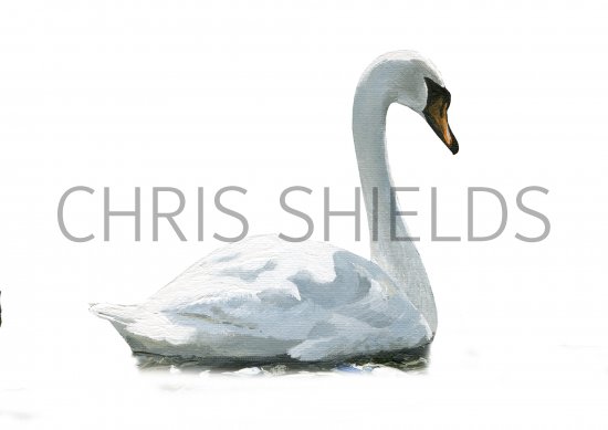 Illustration of Mute Swan (Cygnus olor) (#4197)