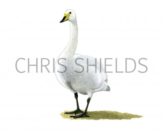 Illustration of Whooper Swan (Cygnus cygnus) (#3907)
