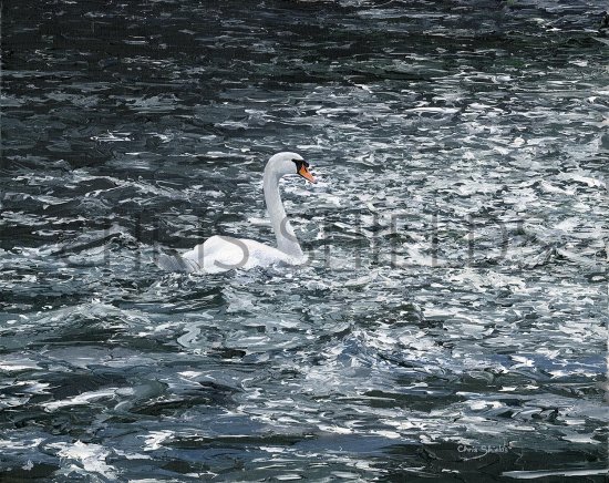 Illustration of Mute Swan (Cygnus olor) (#3302)