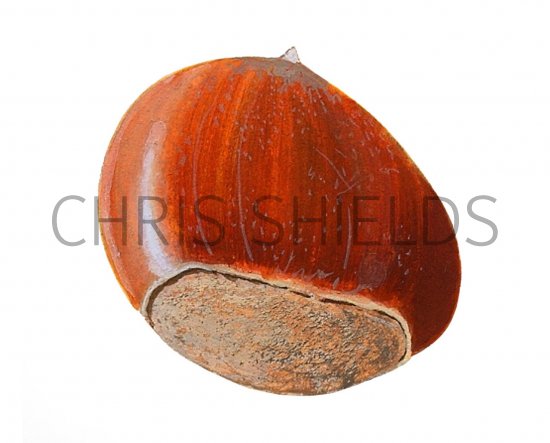 Illustration of Sweet Chestnut (Castanea sativa) (#1475)